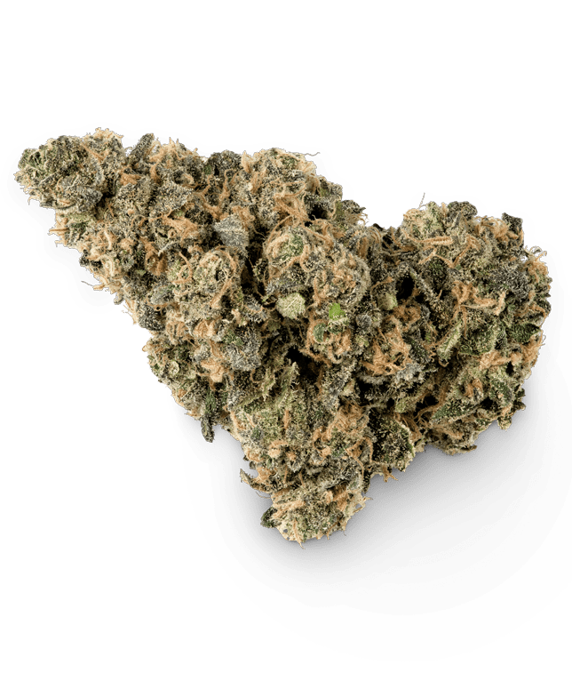 Tulpina de marijuana Sorbet Papaya