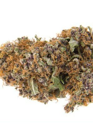 Purple Haze Weed Strain